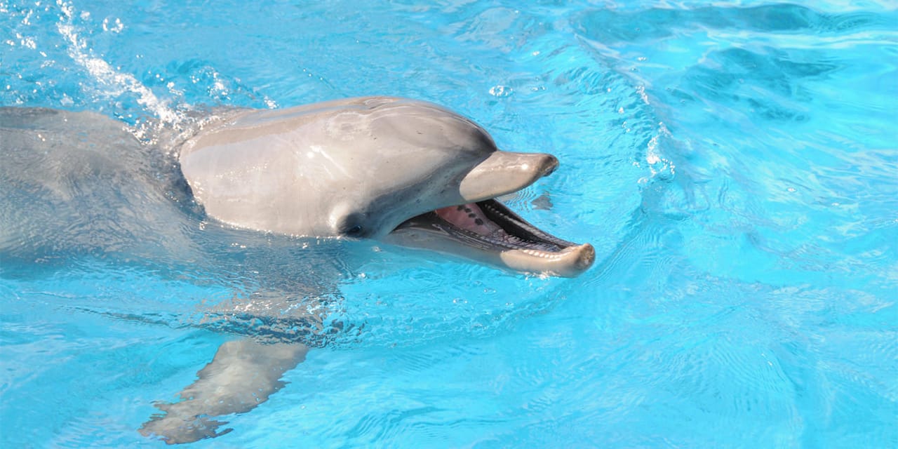 Google mise sur l’intelligence artificielle pour parler avec les dauphins